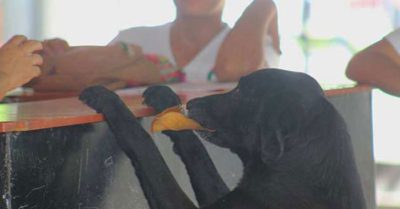 Chú chó bị chủ nhân bỏ rơi phải lấy lá cây đổi lấy bánh quy để sống qua ngày