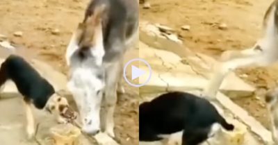 Video: Chú chó ham ăn bị ngựa tung cước vào đầu