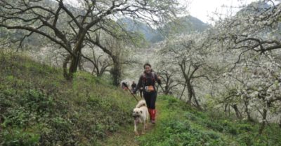 Chú chó chạy theo đoàn marathon suốt 42km khiến chủ nhân mất 300k bắt taxi đón về