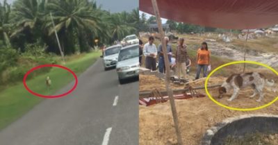 Chú chó chạy theo xe đưa tang gần 3km để tiễn biệt chủ nhân lần cuối cùng