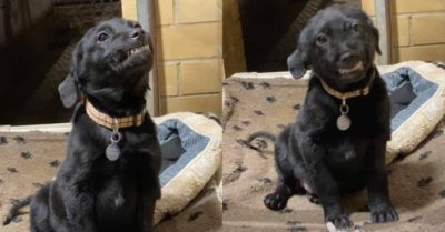 Chú chó gặp ai cũng nở nụ cười thật tươi để mong có người nhận nuôi