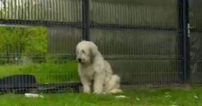 Chủ nhân đã qua đời hơn 5 năm, chú chó vẫn ngày đêm đợi cổng