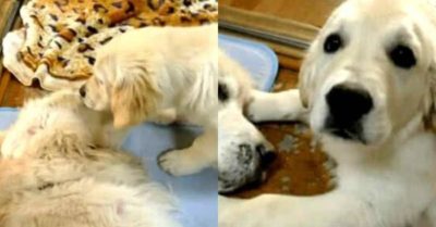 Chó mẹ qua đời, phản ứng của chó con khiến chủ nhân bật khóc