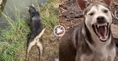 Video: Chú chó cười khoái chí khi giả vờ liệt chân khiến chủ nhân bị lừa