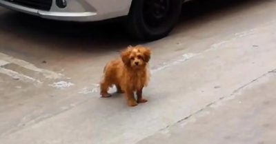 Chú chó hoang bám theo cô gái xin một mái ấm