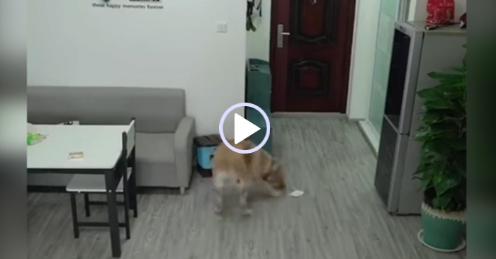 chú chó lấy thức ăn