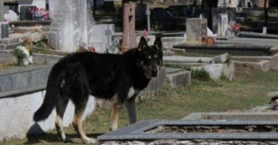 Chủ nhân qua đời, chú chó tự tìm ra mộ rồi nằm canh bên mộ chủ suốt 11 năm