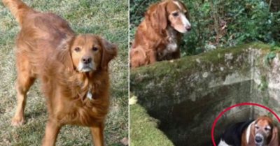 Chú chó nhịn đói 7 ngày để chờ người giải cứu bạn bị mắc kẹt: Tình bạn trung thành cảm động lòng người