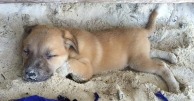 Chứng kiến cảnh chú chó nhỏ bị bỏ rơi, nữ du khách vượt mọi khó khăn để đưa chú chó về nuôi