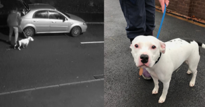 Mặc kệ chú chó tìm mọi cách chạy theo để níu lại, chủ nhân vẫn nhẫn tâm lái xe bỏ đi