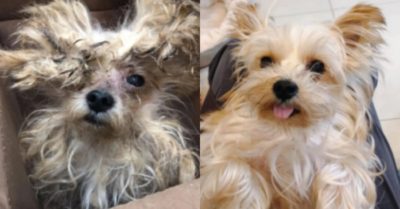 Cô chó bị chủ bỏ rơi trong tình trạng nhếch nhác khi được nhận nuôi đã có màn “lột xác” hóa công chúa ngoạn mục
