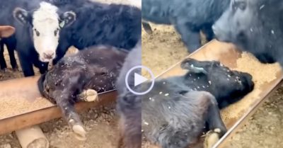 Video: Chủ hoảng hồn khi thấy con bò nằm trong máng thức ăn