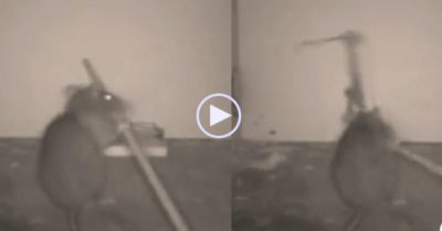 Video: Con chuột biết dùng gậy phá bẫy để lấy thức ăn