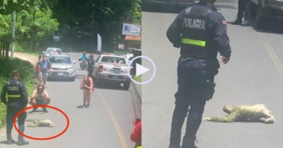 Video: Thấy con lười đang bò từ từ sang đường, cảnh sát dừng xe ‘hộ tống’