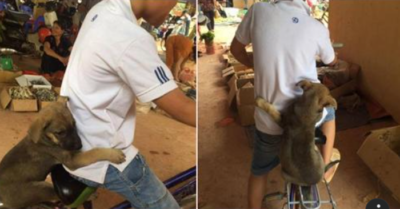 Cư dân mạng mê mệt với hình ảnh chú cún ôm eo cậu chủ đi chợ trên xe đạp