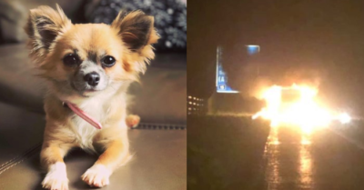 Chú chó ra đi mãi mãi khi liều mình lao vào chiếc xe đang cháy để cứu chủ