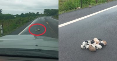 Chàng trai giải cứu đàn chó nhỏ tụm lại thành bầy sau trận mưa lớn