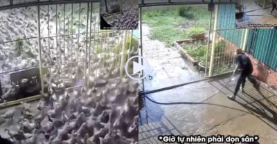 Video: Chủ nhà khổ sở khi đàn vịt bất ngờ ghé thăm, để lại ‘bãi chiến trường’
