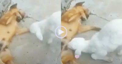 Video: Dê con ‘lấy thịt đè người’ chó mẹ để bú sữa