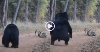 Video: Gấu lợn đụng độ hổ dữ giữa đường và kết cục bất ngờ