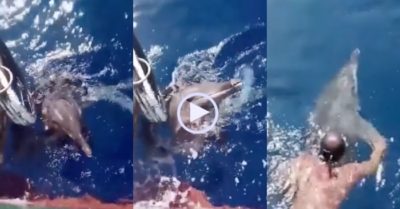 Video: Bất chấp nguy hiểm, người đàn ông giải cứu cá heo mắc kẹt trong lốp xe