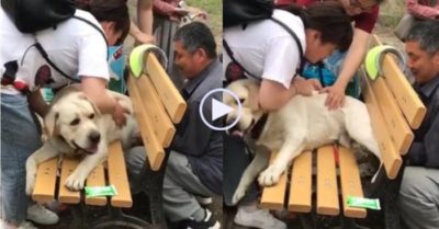 Video: Giải cứu chú chó béo bị mắc kẹt trên ghế