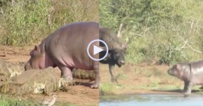 Video: Hà mã con dám trêu bầy cá sấu đang ngủ, nhưng thấy trâu rừng thì ngược lại