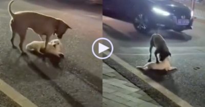 Video: Chó trắng bị thương nằm giữa đường, chó vàng có hành động khiến nhiều người kinh ngạc
