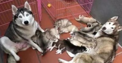 Tưởng Husky mẹ đang cho con bú, chủ ngó đầu nhìn thì thấy cảnh dở khóc dở cười
