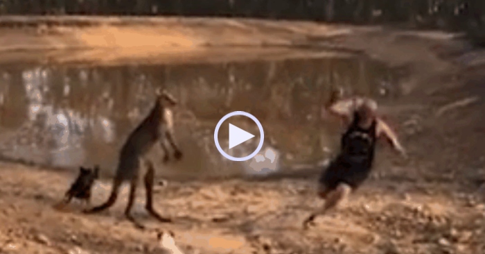 kangaroo và người đàn ông