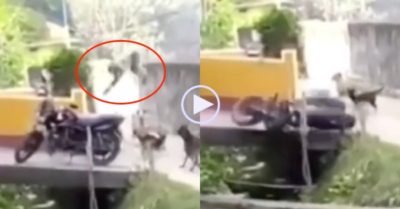 Video: Chủ nhà ngơ ngác khi xe máy bị khỉ đạp xuống mương, rồi nhanh chân bỏ trốn