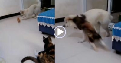 Video: Chú chó bị mèo mẹ chạy đến tung cước oan