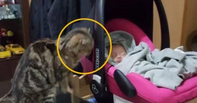 Con mèo “tâm cơ” nhìn chằm chằm vào nôi em bé và cái kết không ngờ