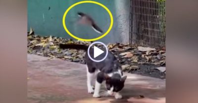 Video: Mèo cầu cứu vì bị chim tấn công liên tục