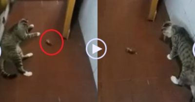 Video: Con mèo ung dung nhìn chuột ‘diễn’ lăn lộn giả chết