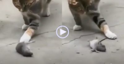 Video: Chuột ‘giả chết’ lăn nhiều vòng đánh lừa mèo để tẩu thoát