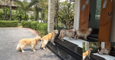 Đàn chó ngoan ngoãn xếp hàng trước cửa, chờ rửa chân rồi mới vào nhà