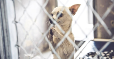 Nghẹn lòng với hình ảnh chú chó chắp tay cầu khẩn mong được nhận nuôi