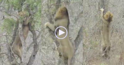 Video: Sư tử gặp họa khi trèo lên cây cướp mồi báo đốm