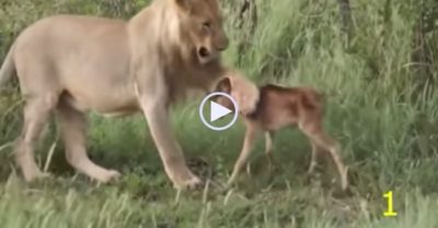 Clip: Sư tử bất chấp nguy hiểm để bảo vệ bê con