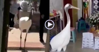 Video: Con chim hạc xuất hiện trong đám tang của cụ ông 87 tuổi, còn liên tục gập đầu