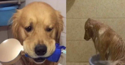 Chú chó Golden thích sạch sẽ, đang tự tắm thì bị mất nước và cái kết hài hước