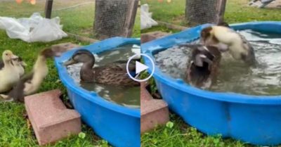 Video: Ngan con hổ báo nhảy lên vồ rồi rượt vịt chạy ‘trối chết’ để giành bể bơi