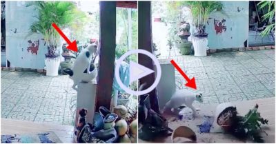 Clip: Mải hóng chuyện, chú mèo làm vỡ chậu cây kiểng