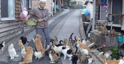 ‘Tập đoàn’ mèo vô gia cư rủ rê tụ tập trước nhà một cụ bà để xin ăn