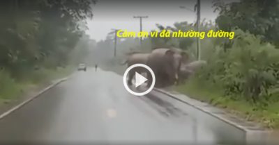 Video: Voi cúi đầu cảm ơn tài xế vì đã nhường đường