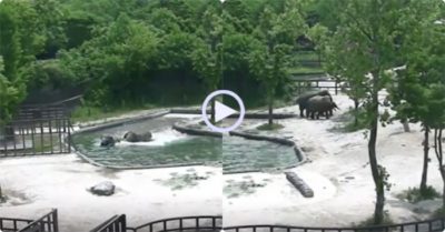 Video: Voi con rơi xuống nước và màn giải cứu đầy kịch tính của hai con voi trưởng thành