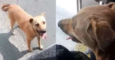 Chú chó hoang quyết chạy theo xe bus xin “đi nhờ” đã may mắn được nhận nuôi