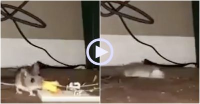 Video: Chuột ăn vạ lăn nhiều vòng khi suýt sập bẫy