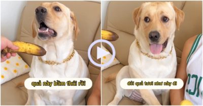 Video: Chó cưng hờn dỗi khi bị chủ cho ăn chuối hỏng